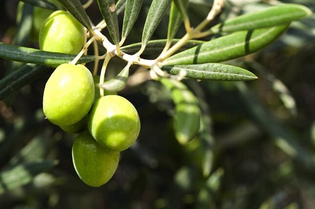 Vorteile des Verzehrs von Oliven im Rahmen einer ketogenen Diät